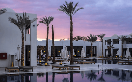 2023 Palm Tree Lighting Ideas Including Best Lights for Palm Tree