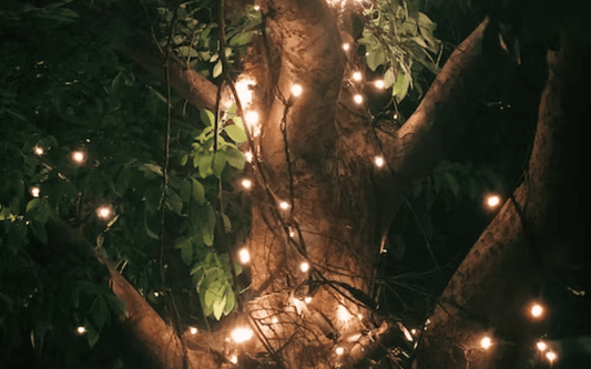 Stunning Outdoor Tree Lighting Ideas for Different Types of Trees